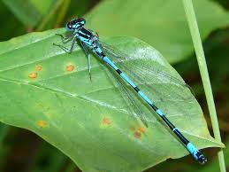 Attēlu rezultāti vaicājumam “Coenagrion pulchellum”