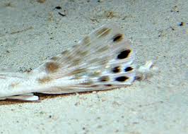 Image result for Platycephalus speculator