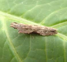 Attēlu rezultāti vaicājumam “Hypatima rhomboidella”