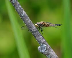 Attēlu rezultāti vaicājumam “Libellula quadrimaculata eggs”