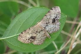 Attēlu rezultāti vaicājumam “Idaea dimidiata”