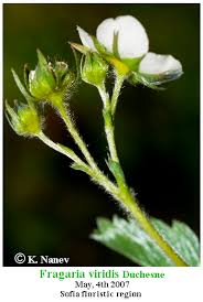 Attēlu rezultāti vaicājumam “Fragaria viridis flower”