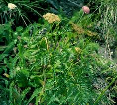 Attēlu rezultāti vaicājumam “Conioselinum tataricum”