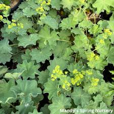 Image result for Alchemilla mollis