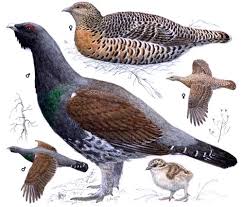 Attēlu rezultāti vaicājumam “Tetrao urogallus male”