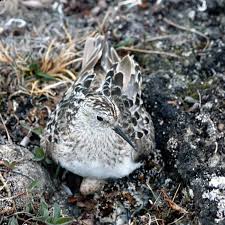 Image result for Calidris bairdii