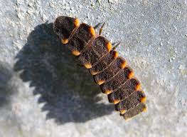 Attēlu rezultāti vaicājumam “Lampyris noctiluca larva”