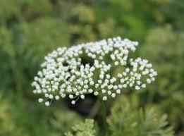 Attēlu rezultāti vaicājumam “Cenolophium denudatum”