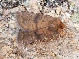 Attēlu rezultāti vaicājumam “Rusina ferruginea female”