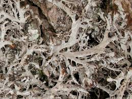 Attēlu rezultāti vaicājumam “Anaptychia ciliaris”