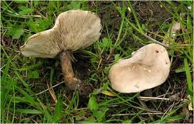 Image result for Melanoleuca rasilis var. pseudoluscina