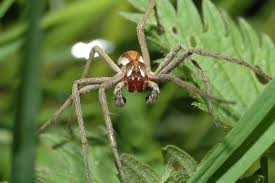 Attēlu rezultāti vaicājumam “Pisaura mirabilis male”