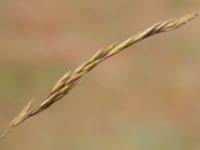 Attēlu rezultāti vaicājumam “Festuca arenaria”