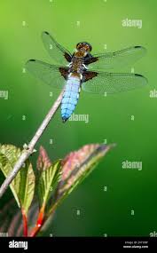 Attēlu rezultāti vaicājumam “Libellula depressa”