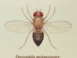 Attēlu rezultāti vaicājumam “Drosophila melanogaster”