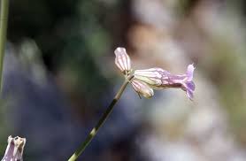 Attēlu rezultāti vaicājumam “Silene tatarica bud”