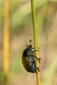 Attēlu rezultāti vaicājumam “Anomala dubia”