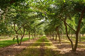 Attēlu rezultāti vaicājumam “Ulmus minor f. suberosa”