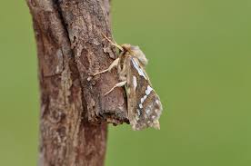 Attēlu rezultāti vaicājumam “Hepialus lupulinus”