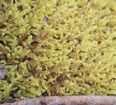 Attēlu rezultāti vaicājumam “Hypnum cupressiforme var. lacunosum sporophyte”