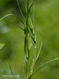 Attēlu rezultāti vaicājumam “Tragopogon pratensis subsp. pratensis leaf”