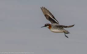 Attēlu rezultāti vaicājumam “Phalaropus lobatus”