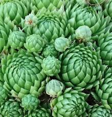 Attēlu rezultāti vaicājumam “Jovibarba globifera leaf”