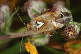 Attēlu rezultāti vaicājumam “Lygus pratensis imago”