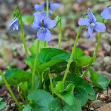 Attēlu rezultāti vaicājumam “Viola odorata leaf”