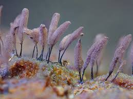 Attēlu rezultāti vaicājumam “Stemonitopsis hyperopta macro”