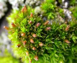 Attēlu rezultāti vaicājumam “Orthotrichum pumilum”