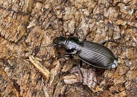 Attēlu rezultāti vaicājumam “Pterostichus aethiops”