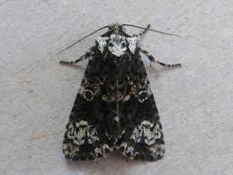 Attēlu rezultāti vaicājumam “Craniophora ligustri larva”