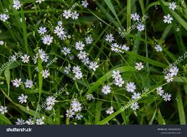 Attēlu rezultāti vaicājumam “Stellaria longifolia flower”