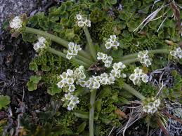Attēlu rezultāti vaicājumam “Chaerophyllum aromaticum flower”