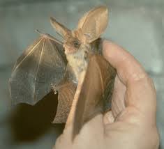 Attēlu rezultāti vaicājumam “Plecotus auritus”