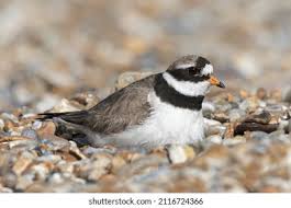 Attēlu rezultāti vaicājumam “Charadrius hiaticula adult”