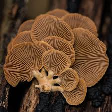 Attēlu rezultāti vaicājumam “Panellus stipticus”