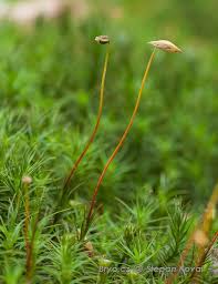 Attēlu rezultāti vaicājumam “Polytrichastrum pallidisetum”