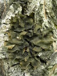 Attēlu rezultāti vaicājumam “Leptogium saturninum”