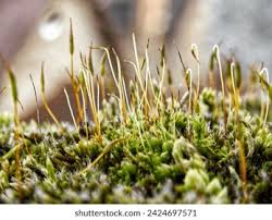 Attēlu rezultāti vaicājumam “Bryum amblyodon sporophyte”