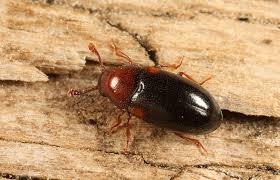 Attēlu rezultāti vaicājumam “Dacne bipustulata”