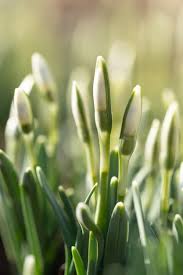Attēlu rezultāti vaicājumam “Galanthus nivalis bud”