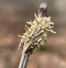 Attēlu rezultāti vaicājumam “Akanthomyces aculeatus”