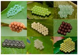 Attēlu rezultāti vaicājumam “Pentatomidae eggs”