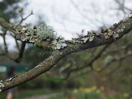 Attēlu rezultāti vaicājumam “Physcia adscendens”