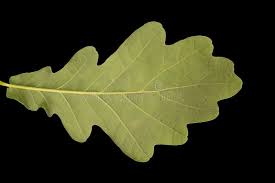 Attēlu rezultāti vaicājumam “Quercus robur leaf”