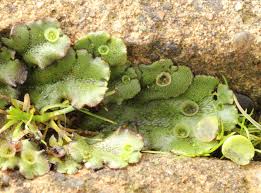 Attēlu rezultāti vaicājumam “Marchantia polymorpha”
