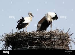 Attēlu rezultāti vaicājumam “Ciconia ciconia juvenile”