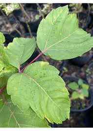 Attēlu rezultāti vaicājumam “Acer negundo leaf”